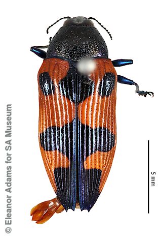 Castiarina moxoni, SAMA 25-018891, male, holotype -adapted from original, CC BY NC SA 4.0, NW, photo by Eleanor Adams for SA Museum